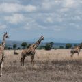 Courir dans la savane !